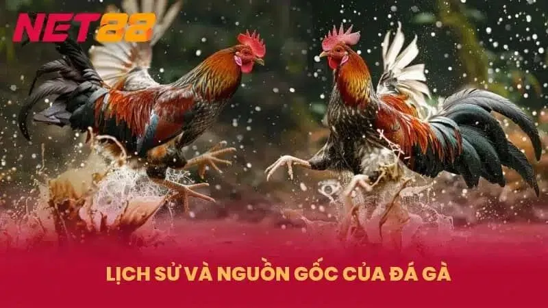 Tổng quan về đá gà Net88