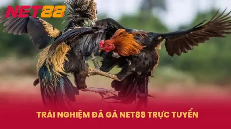 Các hình thức đá gà hấp dẫn trên nền tảng Net88